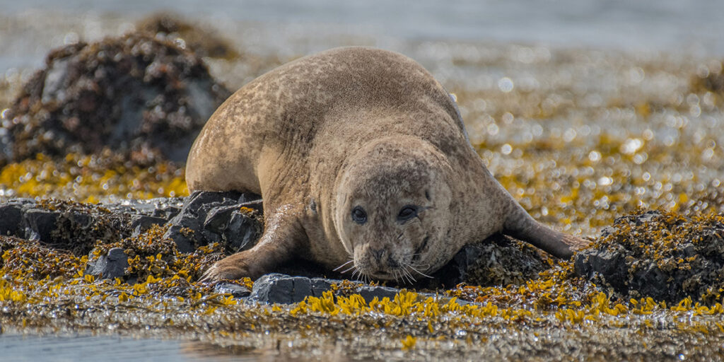 A seal lying on golden sands of Ytri Tunga Beach on the Snæfellsnes Peninsula in West Iceland